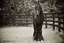 Coaty Martha Friesian